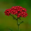 6 x Achillea mil.  - Achillea millefolium 'Saucy Produktbild-Vorschau 1