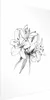Posterpapier Poster - Drawn Flowers 40x60 cm Blumen Produktbild-Vorschau 1