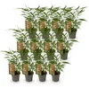 Green boutiQ - Bamboe - Fargesia Asian Wonder - Bladhoudend Voir les images du produit 1
