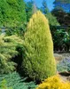Chamaecyparis lawsoniana 'Erecta Aurea', Gelbe Produktbild-Vorschau 1