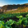 Jiubiaz Unkrautvlies Gartenvlies Schutzvlies Unkrautfolie Produktbild-Vorschau 7