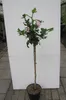 Hochstamm Garteneibisch Hamabo - Hibiscus syriacus - Stamm Produktbild-Vorschau 2