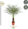Zwerg-Dattelpalme – Phoenix Roebelenii – 150 cm hoch – Ø27 Produktbild-Vorschau 2