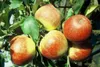 Apples on a tree branch. Produktbild-Vorschau