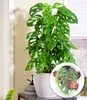 BALDUR Garten 1x Monstera Monkey Leaf, Pflanze im 12 Produktbild-Vorschau 1