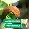 Clevere Schneckenfalle für einen schönen, ungestörten Produktbild-Vorschau 6