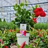 Plants by Frank | 6 Dipladenia Red Pflanzen | Mandevilla | Produktbild-Vorschau 2