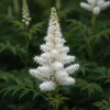 6x Astilbe (A) Astary White P9H20 Produktbild-Vorschau 4