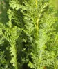Blaue Scheinzypresse Chamaecyparis Lawsoniana Ellwoodii 30 Produktbild-Vorschau 2