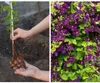 Clematis Dünger 1kg - Waldreben Kletterpflanzen Produktbild-Vorschau 4