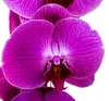 Dehner Schmetterlingsorchidee, zweitriebig, pinke Blüten, Produktbild-Vorschau 4