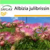 SAFLAX Garden to go - spiaci strom - Albizia julibrissin - Náhľad obrázku produktu 5