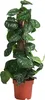 Dehner Gefleckte Efeutute, Scindapsus pictus Argyraeus, Produktbild-Vorschau 1