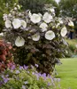 BALDUR Garten 1x Hibiskus 'Carousel Ghost', Pflanze im 9x9 Produktbild-Vorschau 3