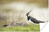 MuchoWow® Poster Vogel - Gras - Tiere - Natur - Kiebitz Produktbild-Vorschau 1