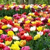 Winterharde, meerjarige tulpenbollen - Mix - 50 bloembollen Productafbeelding-voorbeeld 2