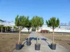 Pinus Pinea Mittelmeerkiefer 180 cm Pinie Kiefer Stamm Produktbild-Vorschau 4