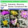 SAFLAX - Garden to go - Kwitnące kamienie / Conophytum Mix Podgląd zdjęcia produktu 10