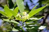 SAFLAX - Drzewo Laurowe Przyprawowe - 6 Nasiona - Laurus Podgląd zdjęcia produktu 4