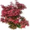 Roter Fächerahorn Acer Palmatum Shaina 60 - 80 cm Ahorn Produktbild-Vorschau 3