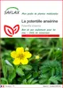 SAFLAX  - La potentille ansérine  - 20 graines - Potentilla Voir les images du produit 1