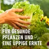 COMPO  Universal Langzeit-Dünger mit Schafwolle 2 kg Produktbild-Vorschau 13