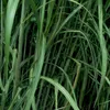 6 x Herbe géante - Miscanthus floridulus 'Giganteus' | pot Voir les images du produit 1
