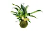 Gardners Kokedama Platycerium (L) Náhled obrázku produktu 2