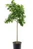 Citrus limon Lunario 140–170 cm – Echter Zitronenbaum – Produktbild-Vorschau 4