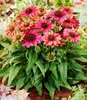 BALDUR Garten 3x Echinacea Evolution, Pflanzen im 9x9 Produktbild-Vorschau 1