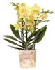 Kolibri Orchids | Gelbe Phalaenopsis Orchidee - Albenga - Produktbild-Vorschau 1