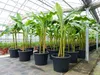 Bananenstaude als 3er Gruppe  Banane Musa Basjoo 220 cm Produktbild-Vorschau 7