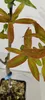 Close-up of a plant's leaves and stem in a pot. Náhled obrázku produktu
