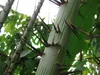 Stelzenpalme (Verschaffeltia splendida) - 1 gekeimter Samen Produktbild-Vorschau 2