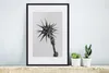 MuchoWow® MuchoWow® Gerahmtes Poster Pflanze mit Dornen in Produktbild-Vorschau 4