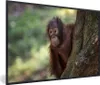 MuchoWow® MuchoWow® Gerahmtes Poster Baby - Orang-Utan - Produktbild-Vorschau 1