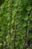 Japanische Lärche ´BORING WEEPER´ auf Stamm 120 cm, Cont. Produktbild-Vorschau 3