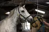 Holland Animal Care balle de foin Slowfeeder 40 cm, Voir les images du produit 3