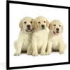MuchoWow® Gerahmtes Poster Bezaubernde Labrador Retriever Produktbild-Vorschau 1