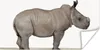 MuchoWow® Poster Rhinozeros - Tiere - Jungen - Mädchen Produktbild-Vorschau 1