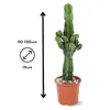 Euphorbe eritrea - cowboy cactus - ↕ 90-100 cm - ⌀ 19 cm - Voir les images du produit 3