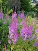 Stauden Gänge 1 x Astilbe chinensis pumila - Zwerg Produktbild-Vorschau 5