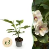 Magnolia sieboldii - Bloem Wit-Rood - 3 Planten - Productafbeelding-voorbeeld 1