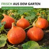 Hokkaido Kürbis Uchiki Kuri Samen - Cucurbita maxima - Produktbild-Vorschau 5