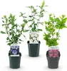 GreenboutiQ - Sträucher - Hibiscus syriacus Tricolour - Produktbild-Vorschau 2