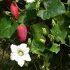 Tindola (Coccinia grandis)  – 10 semen Náhled obrázku produktu 1