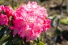 Rhododendron yakushimanum 'Morgenrot', rosa Blüten, 30–40 Produktbild-Vorschau 3