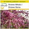 SAFLAX - Zestaw do uprawy - Drzewo Miłości / Drzewo Serca - Podgląd zdjęcia produktu 7