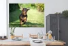 MuchoWow® Poster Ein sprintender Dackel 180x120 cm - Produktbild-Vorschau 3