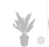 Bloomique - 2er Set - Cycas Revoluta - Palmfarn - Sagopalme Produktbild-Vorschau 4